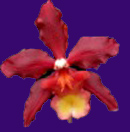 Aloha Sparks 'Ruby Eyes'